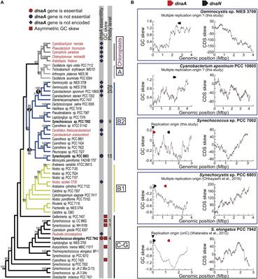 Evolutionary Changes in DnaA-Dependent Chromosomal Replication in Cyanobacteria